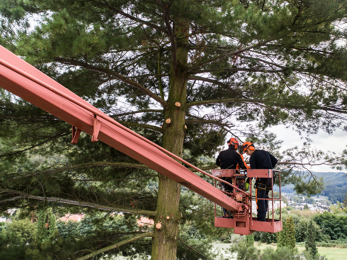 About | Smerdon Tree Services | Forestry Operations in South Wales