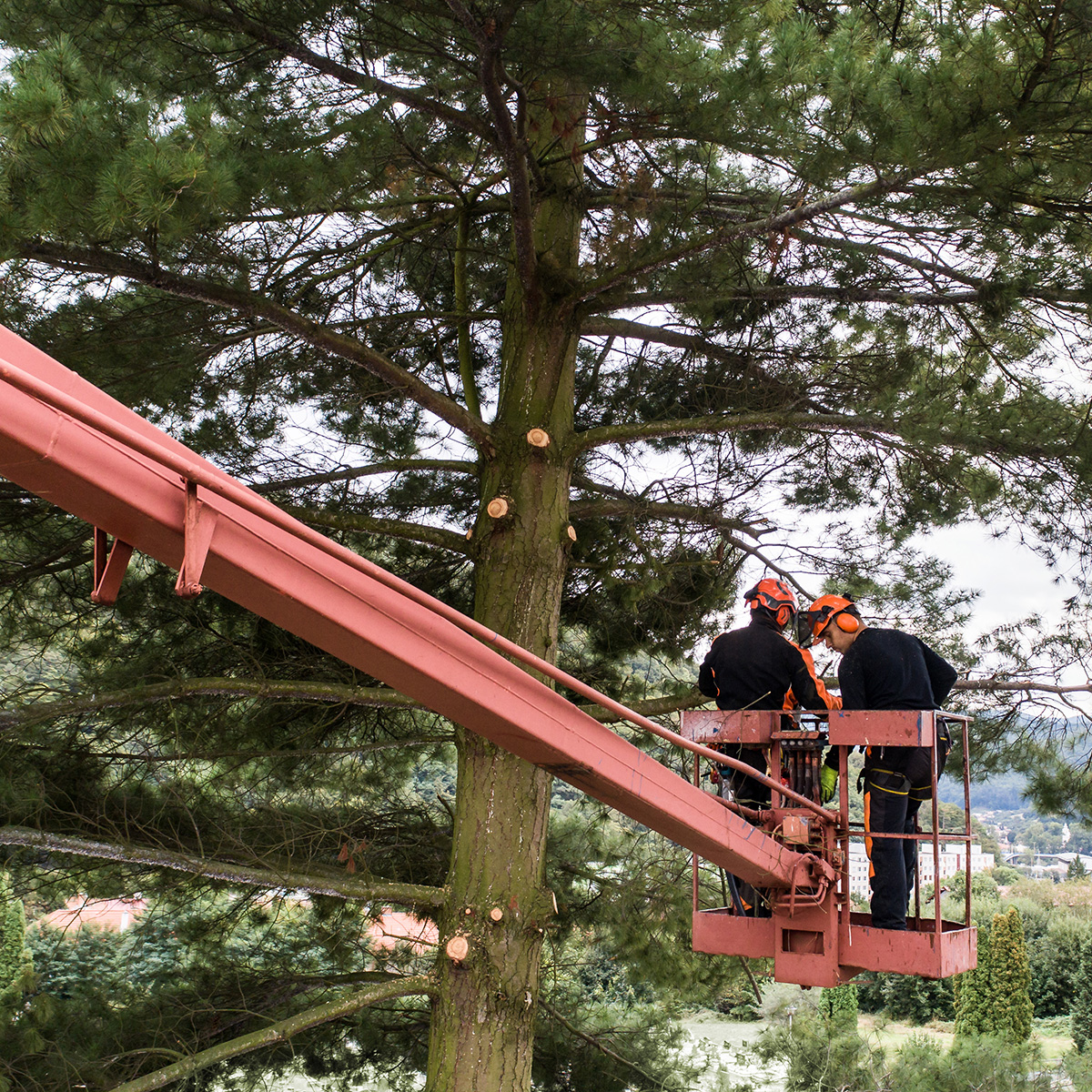 About | Smerdon Tree Services | Forestry Operations in South Wales