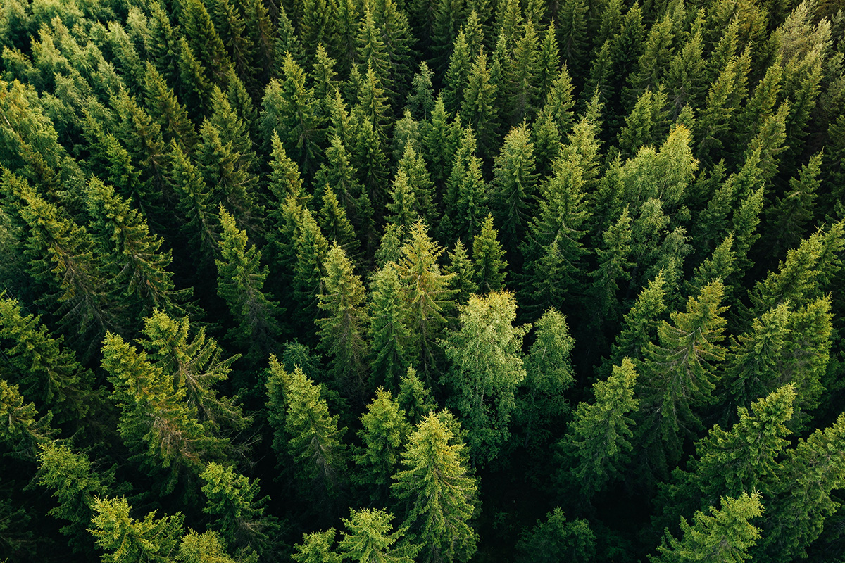 About | Smerdon Tree Services | Forestry Operations in South Wales